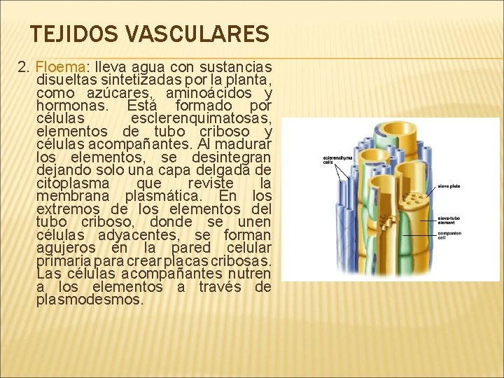 TEJIDOS VASCULARES 2. Floema: lleva agua con sustancias disueltas sintetizadas por la planta, como