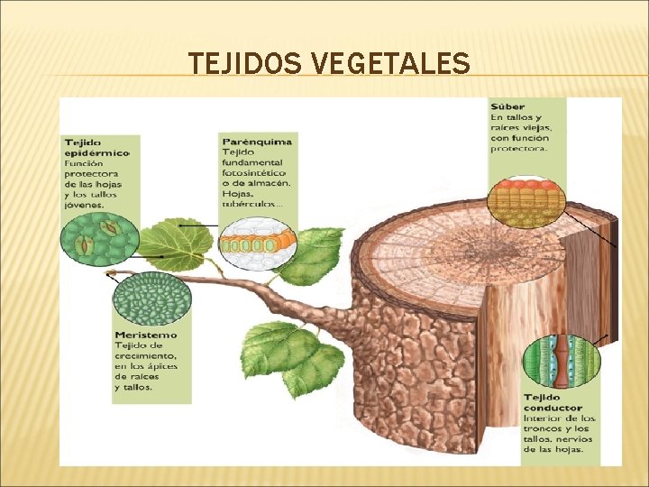 TEJIDOS VEGETALES 