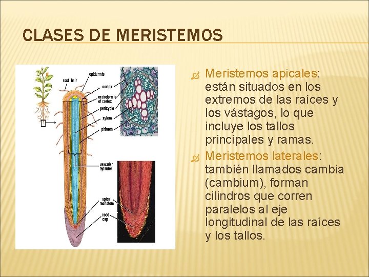 CLASES DE MERISTEMOS Meristemos apicales: están situados en los extremos de las raíces y