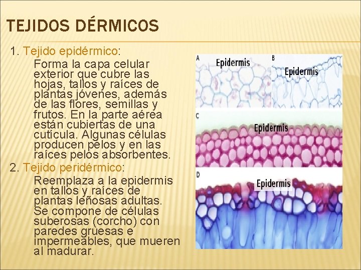 TEJIDOS DÉRMICOS 1. Tejido epidérmico: Forma la capa celular exterior que cubre las hojas,