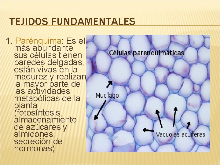 TEJIDOS FUNDAMENTALES 1. Parénquima: Es el más abundante, sus células tienen paredes delgadas, están