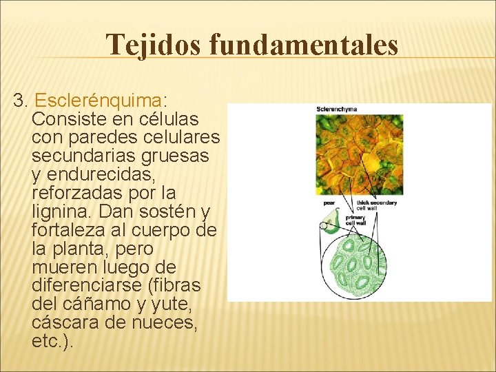 Tejidos fundamentales 3. Esclerénquima: Consiste en células con paredes celulares secundarias gruesas y endurecidas,