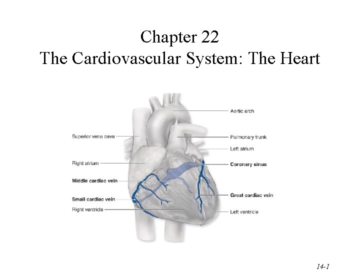 Chapter 22 The Cardiovascular System: The Heart 14 -1 