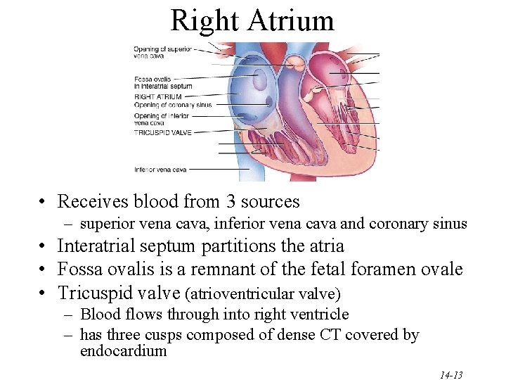 Right Atrium • Receives blood from 3 sources – superior vena cava, inferior vena