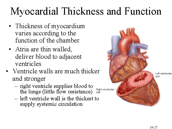 Myocardial Thickness and Function • Thickness of myocardium varies according to the function of