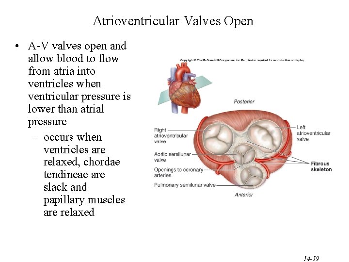 Atrioventricular Valves Open • A-V valves open and allow blood to flow from atria