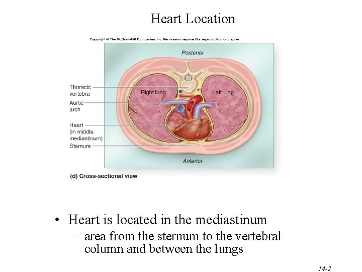 Heart Location • Heart is located in the mediastinum – area from the sternum