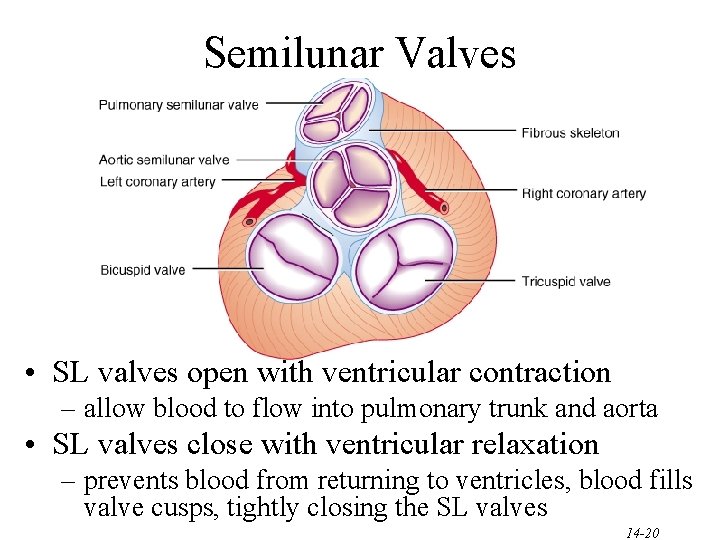 Semilunar Valves • SL valves open with ventricular contraction – allow blood to flow