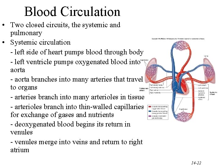 Blood Circulation • Two closed circuits, the systemic and pulmonary • Systemic circulation -