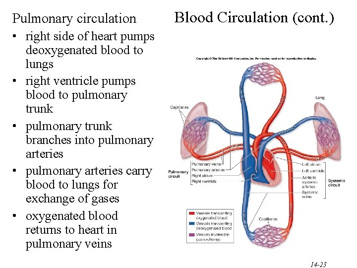 Pulmonary circulation Blood Circulation (cont. ) • right side of heart pumps deoxygenated blood