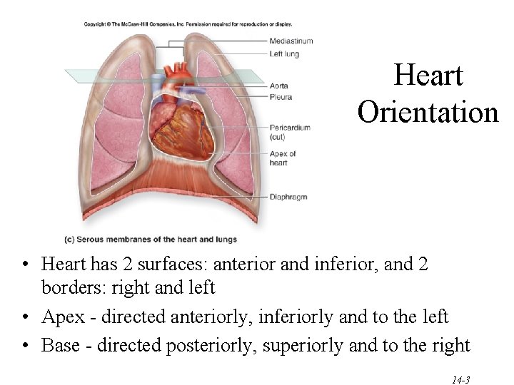 Heart Orientation • Heart has 2 surfaces: anterior and inferior, and 2 borders: right