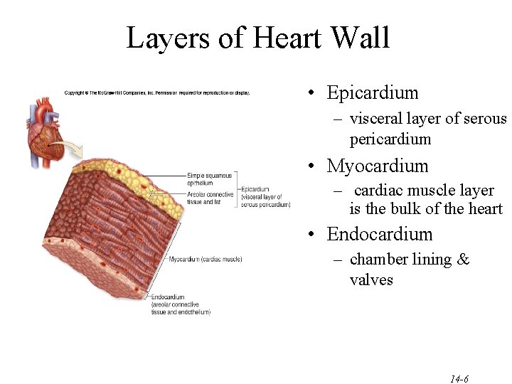 Layers of Heart Wall • Epicardium – visceral layer of serous pericardium • Myocardium