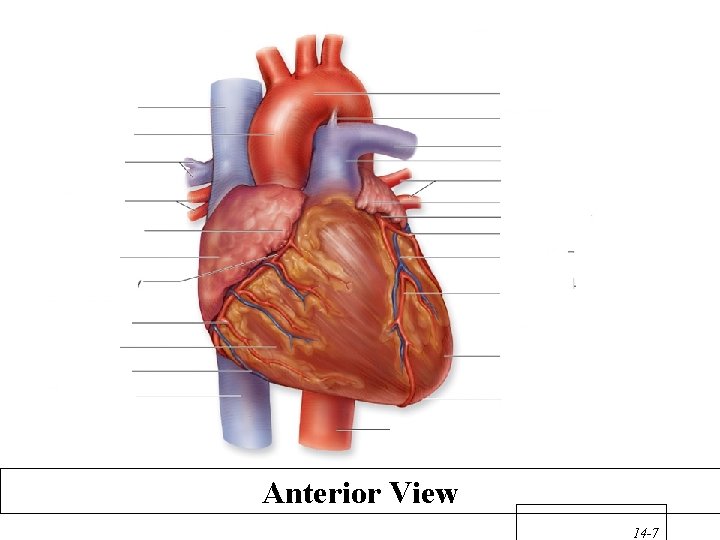 Anterior View 14 -7 