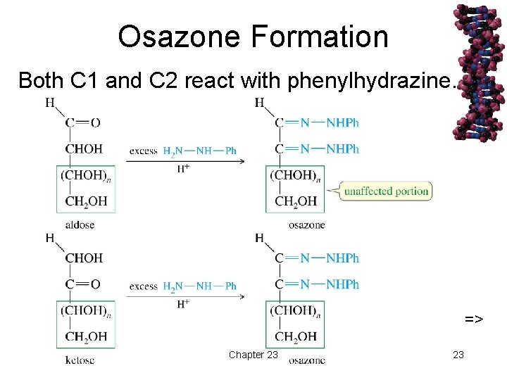 Osazone Formation Both C 1 and C 2 react with phenylhydrazine. => Chapter 23