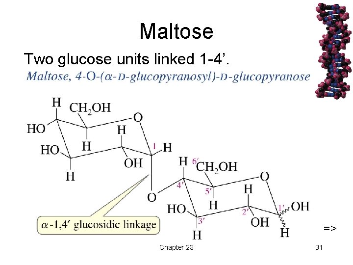 Maltose Two glucose units linked 1 -4’. => Chapter 23 31 