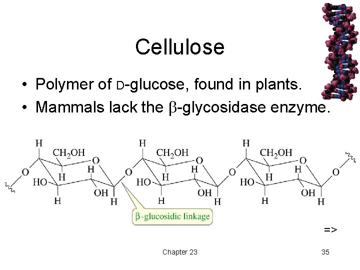 Cellulose • Polymer of D-glucose, found in plants. • Mammals lack the -glycosidase enzyme.