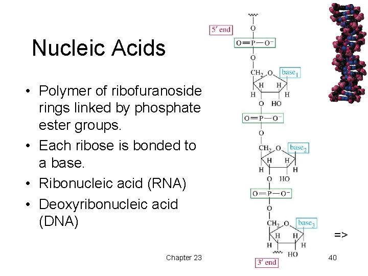 Nucleic Acids • Polymer of ribofuranoside rings linked by phosphate ester groups. • Each