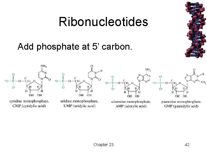 Ribonucleotides Add phosphate at 5’ carbon. Chapter 23 42 