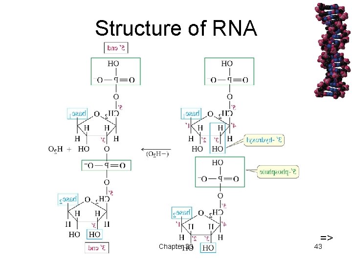 Structure of RNA Chapter 23 => 43 