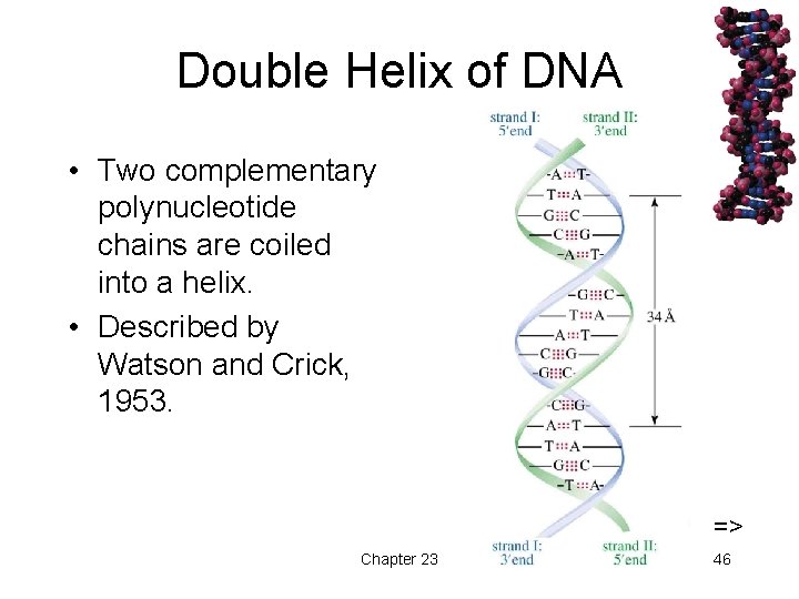 Double Helix of DNA • Two complementary polynucleotide chains are coiled into a helix.