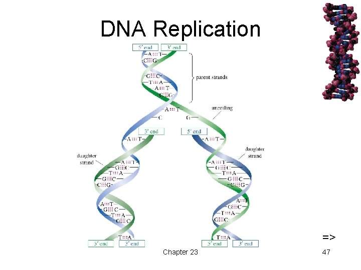 DNA Replication => Chapter 23 47 