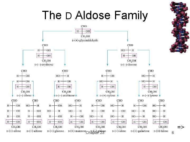 The D Aldose Family Chapter 23 6 => 