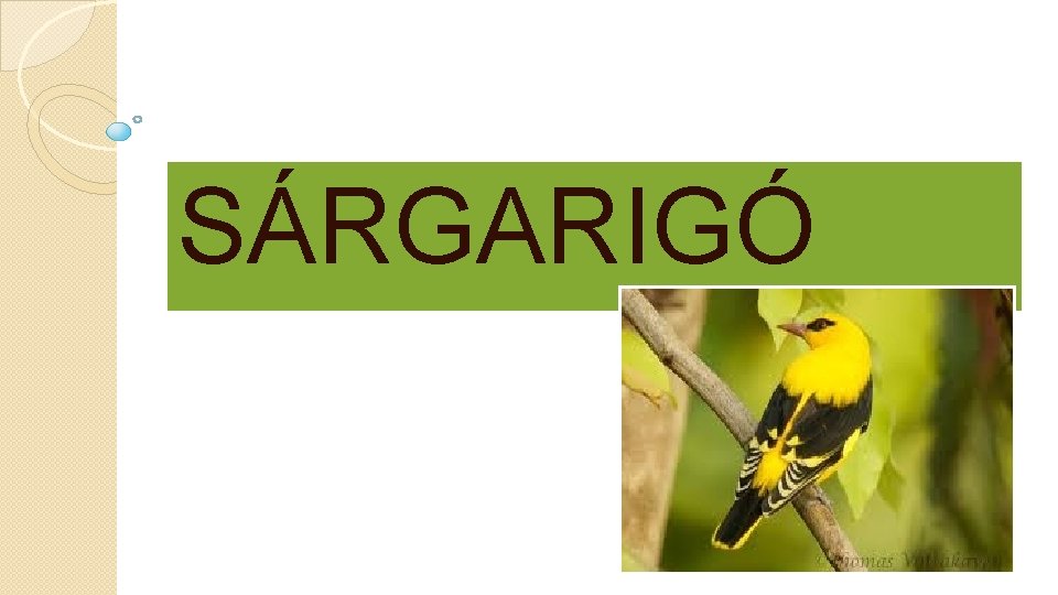 SÁRGARIGÓ 