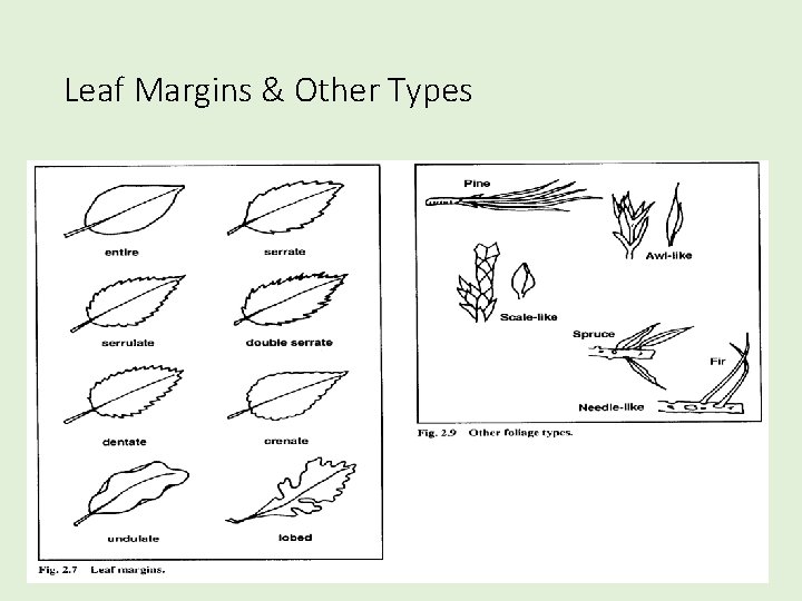 Leaf Margins & Other Types 