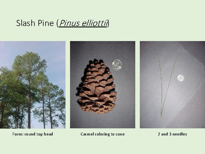 Slash Pine (Pinus elliottii) Form: round top head Carmel coloring to cone 2 and