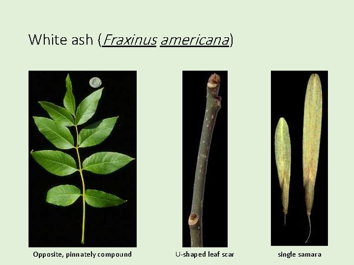 White ash (Fraxinus americana ) Opposite, pinnately compound U-shaped leaf scar single samara 