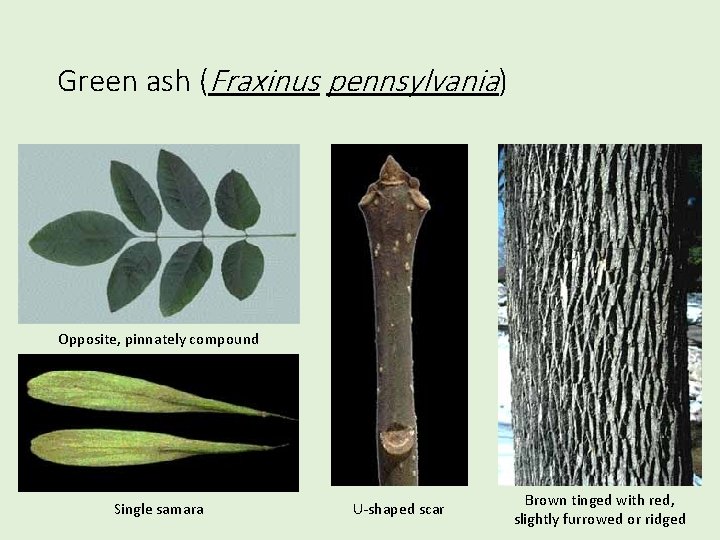 Green ash (Fraxinus pennsylvania) Opposite, pinnately compound Single samara U-shaped scar Brown tinged with