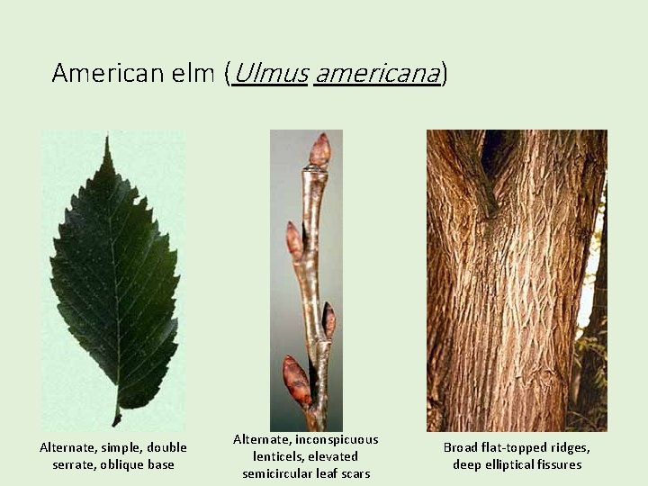 American elm (Ulmus americana ) Alternate, simple, double serrate, oblique base Alternate, inconspicuous lenticels,