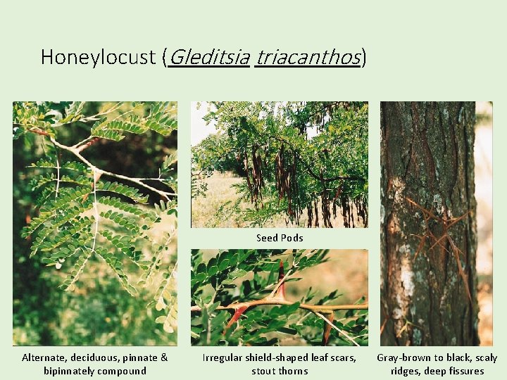 Honeylocust (Gleditsia triacanthos) Seed Pods Alternate, deciduous, pinnate & bipinnately compound Irregular shield-shaped leaf