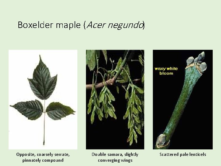 Boxelder maple (Acer negundo) Opposite, coarsely serrate, pinnately compound Double samara, slightly converging wings
