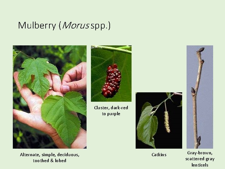 Mulberry (Morus spp. ) Cluster, dark-red to purple Alternate, simple, deciduous, toothed & lobed