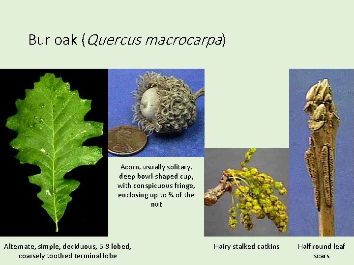 Bur oak (Quercus macrocarpa) Acorn, usually solitary, deep bowl-shaped cup, with conspicuous fringe, enclosing