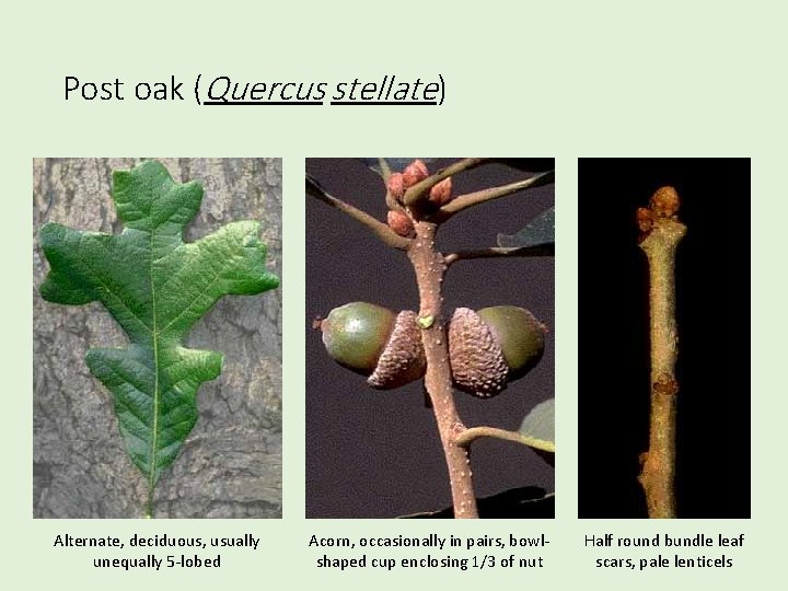Post oak (Quercus stellate) Alternate, deciduous, usually unequally 5 -lobed Acorn, occasionally in pairs,