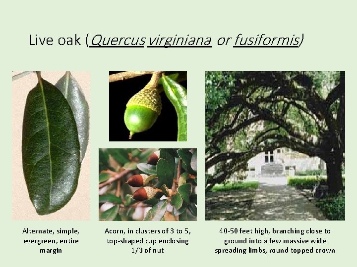 Live oak (Quercus virginiana or fusiformis) Alternate, simple, evergreen, entire margin Acorn, in clusters