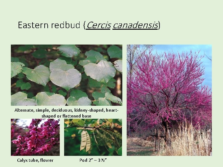 Eastern redbud (Cercis canadensis) Alternate, simple, deciduous, kidney-shaped, heartshaped or flattened base Calyx tube,