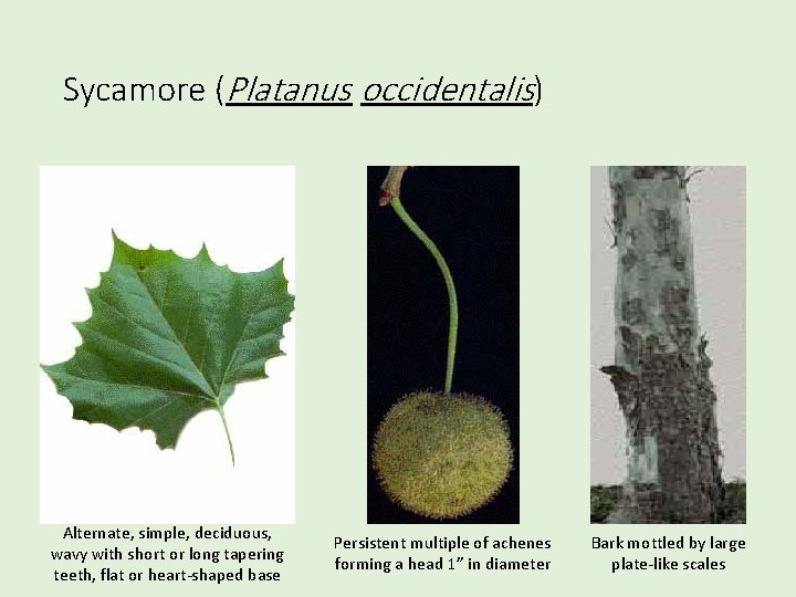 Sycamore (Platanus occidentalis) Alternate, simple, deciduous, wavy with short or long tapering teeth, flat