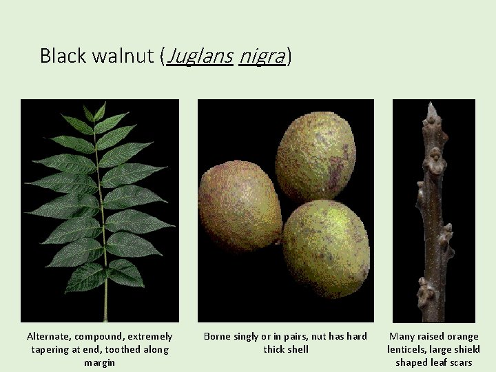 Black walnut (Juglans nigra ) Alternate, compound, extremely tapering at end, toothed along margin