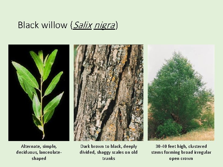 Black willow (Salix nigra ) Alternate, simple, deciduous, lanceolateshaped Dark brown to black, deeply