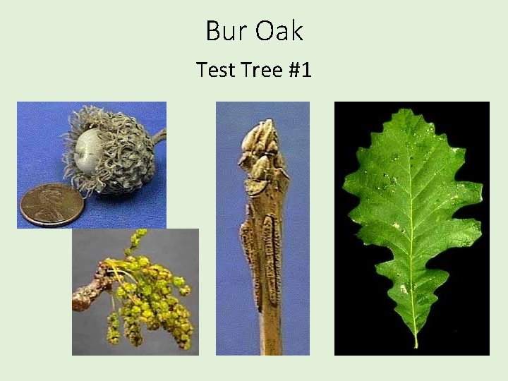 Bur Oak Test Tree #1 