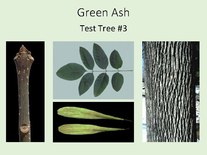 Green Ash Test Tree #3 