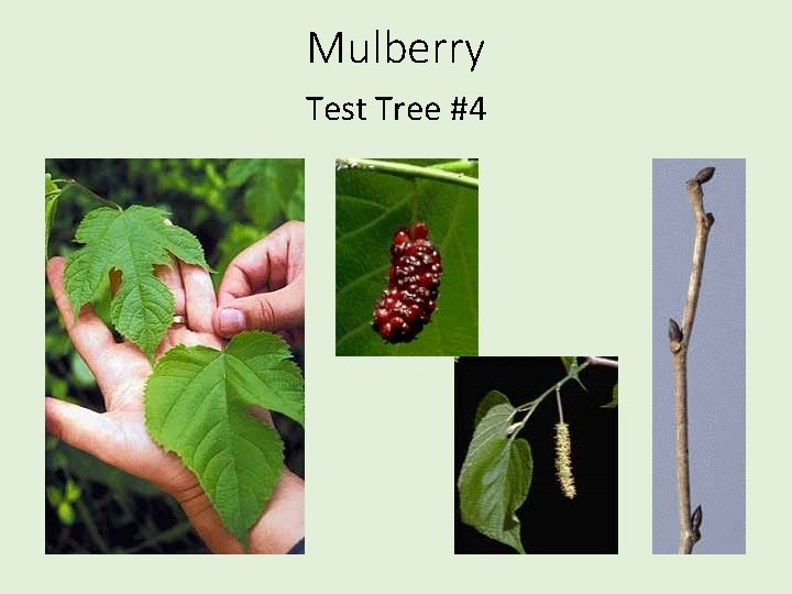 Mulberry Test Tree #4 