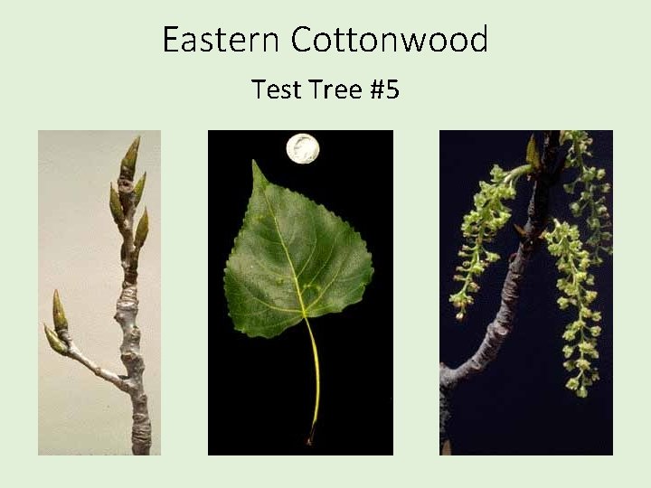 Eastern Cottonwood Test Tree #5 