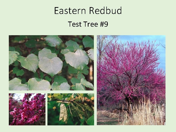 Eastern Redbud Test Tree #9 