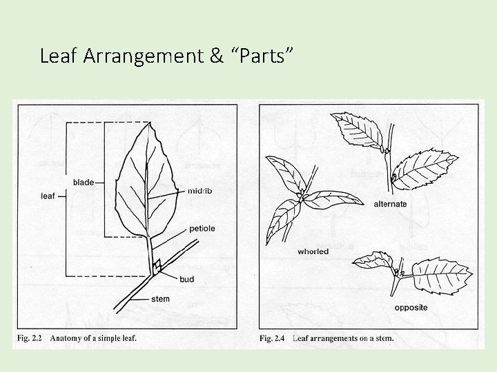Leaf Arrangement & “Parts” 