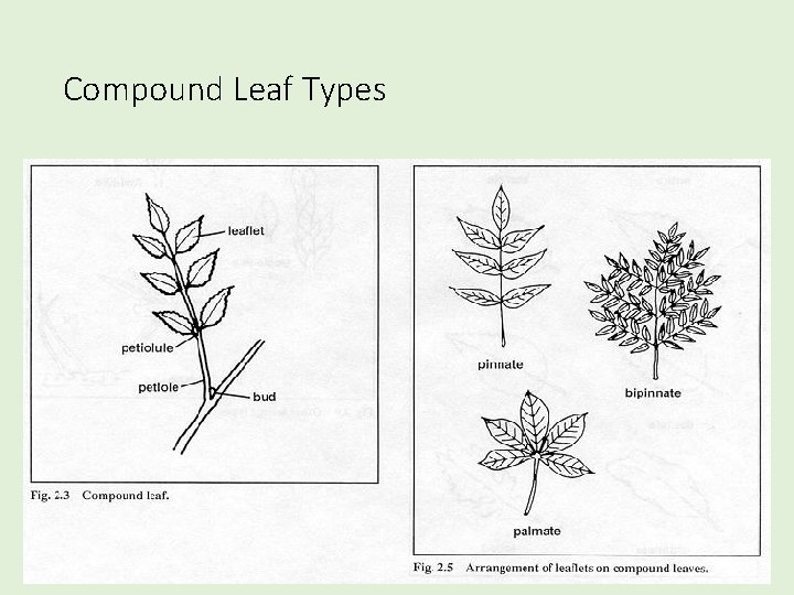 Compound Leaf Types 