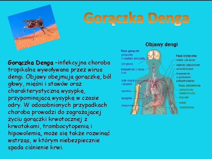 Gorączka Denga –infekcyjna choroba tropikalna wywoływana przez wirus dengi. Objawy obejmują gorączkę, ból głowy, Gorączka Denga –infekcyjna choroba tropikalna wywoływana przez wirus dengi. Objawy obejmują gorączkę, ból głowy,